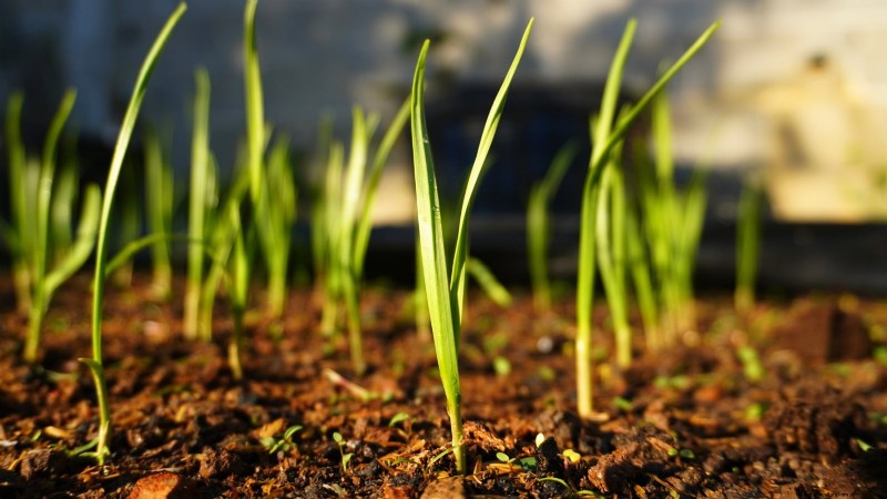 Choosing Quality Seed Garlic: A Guide for Growers