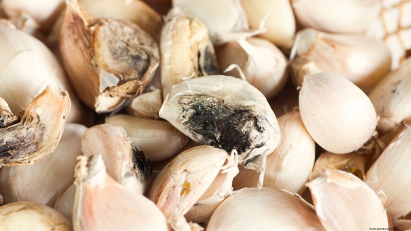 Choosing Quality Seed Garlic: A Guide for Growers