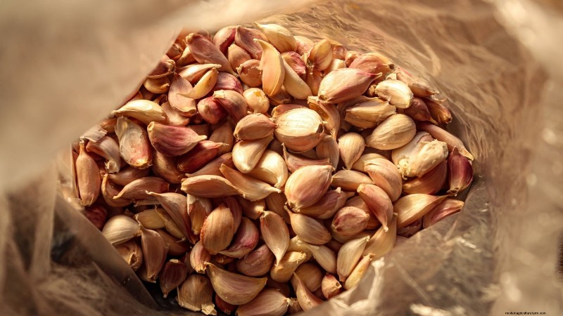 Choosing Quality Seed Garlic: A Guide for Growers