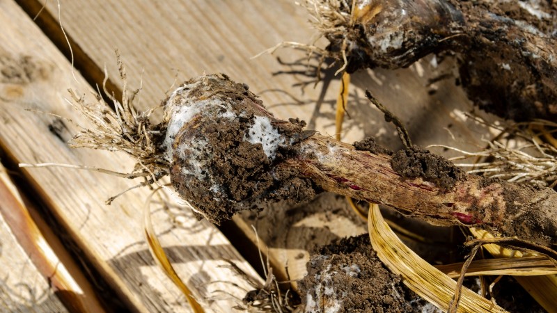 Choosing Quality Seed Garlic: A Guide for Growers