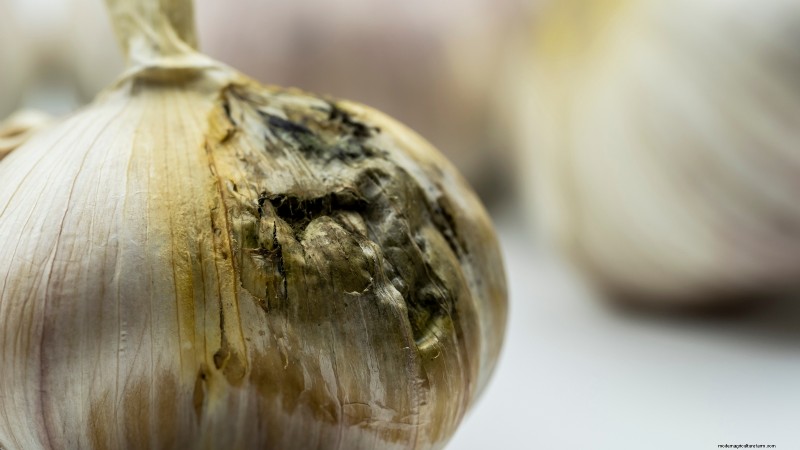 Choosing Quality Seed Garlic: A Guide for Growers
