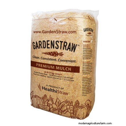 Inchelium Red Garlic: Planting, Growing & Care Guide