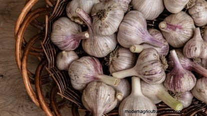 Inchelium Red Garlic: Planting, Growing & Care Guide