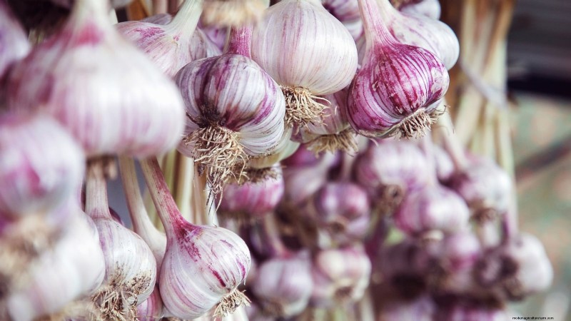 Inchelium Red Garlic: Planting, Growing & Care Guide