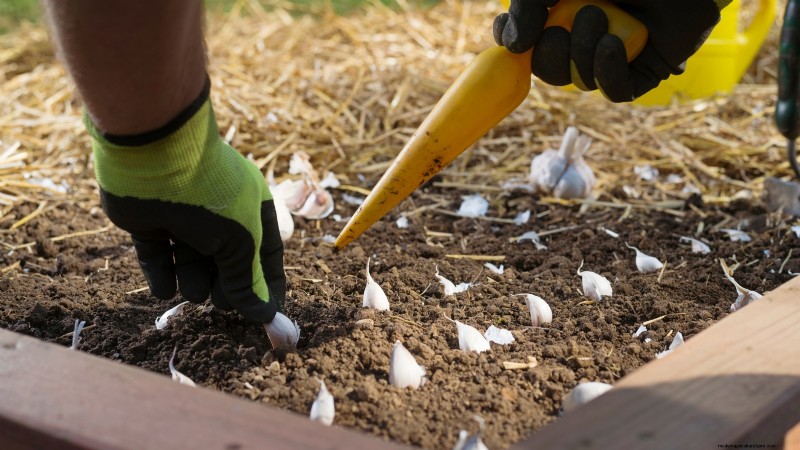 Inchelium Red Garlic: Planting, Growing & Care Guide
