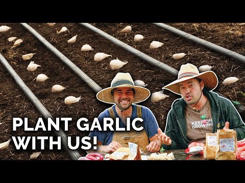 Inchelium Red Garlic: Planting, Growing & Care Guide