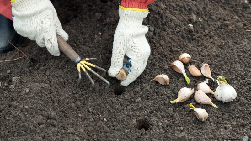 Inchelium Red Garlic: Planting, Growing & Care Guide