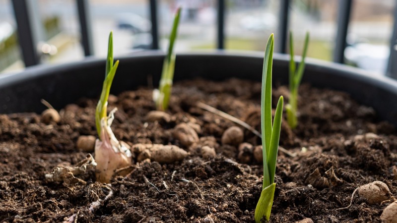 Inchelium Red Garlic: Planting, Growing & Care Guide