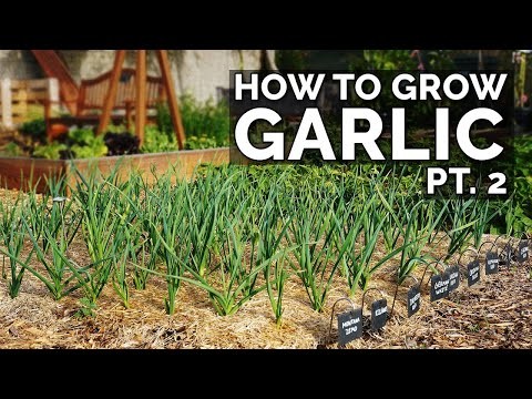 Inchelium Red Garlic: Planting, Growing & Care Guide