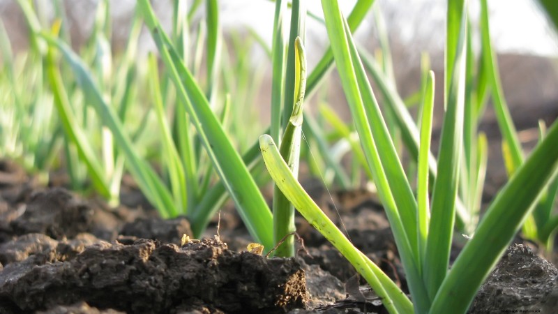 Inchelium Red Garlic: Planting, Growing & Care Guide