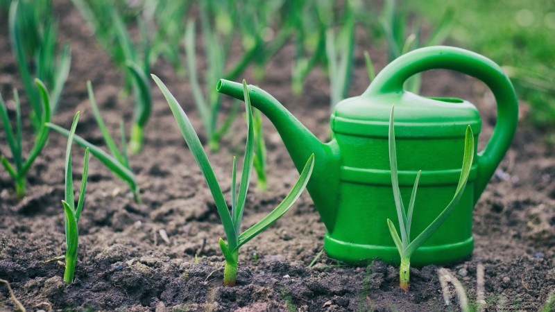 Inchelium Red Garlic: Planting, Growing & Care Guide