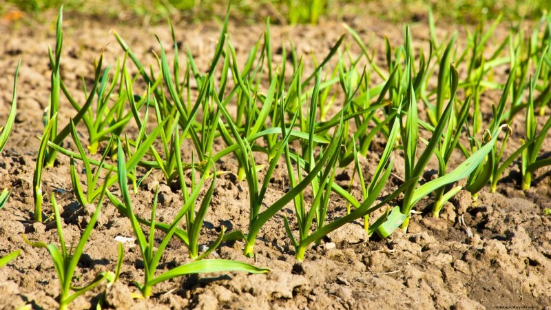 Inchelium Red Garlic: Planting, Growing & Care Guide