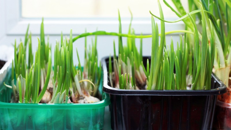 Inchelium Red Garlic: Planting, Growing & Care Guide
