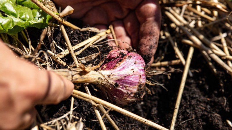 Inchelium Red Garlic: Planting, Growing & Care Guide
