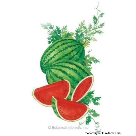 Watermelon Harvesting Guide: Timing & Sweetness Tips