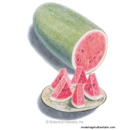 Watermelon Harvesting Guide: Timing & Sweetness Tips