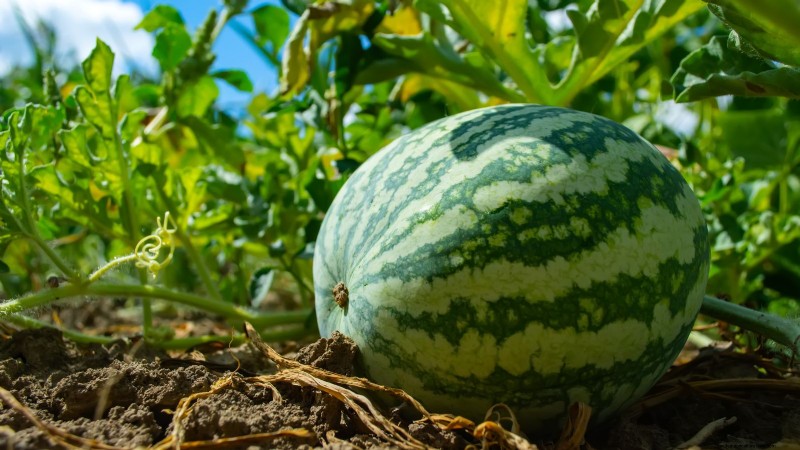 Watermelon Harvesting Guide: Timing & Sweetness Tips