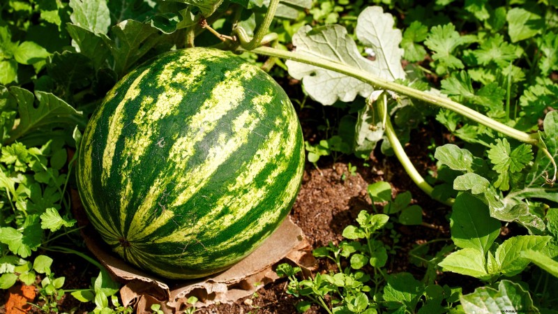 Watermelon Harvesting Guide: Timing & Sweetness Tips