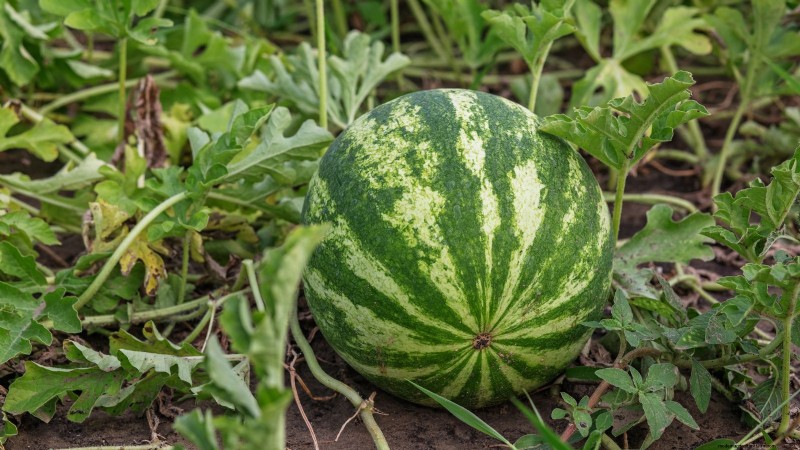 Watermelon Harvesting Guide: Timing & Sweetness Tips