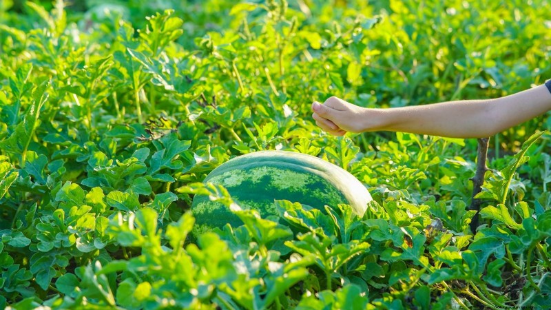 Watermelon Harvesting Guide: Timing & Sweetness Tips