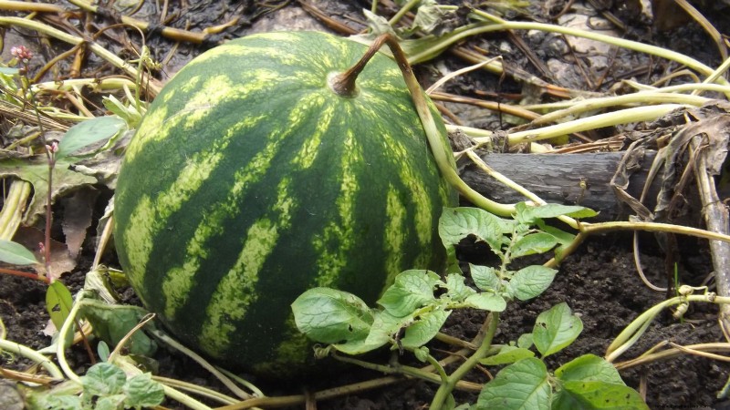 Watermelon Harvesting Guide: Timing & Sweetness Tips