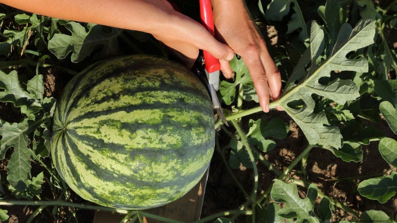 Watermelon Harvesting Guide: Timing & Sweetness Tips