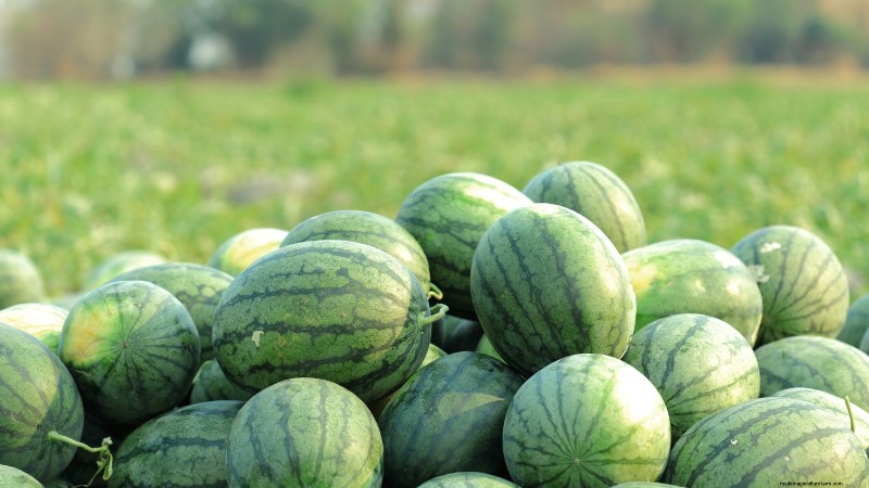 Watermelon Harvesting Guide: Timing & Sweetness Tips