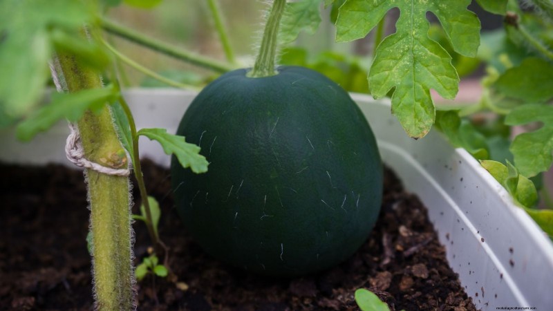 Watermelon Harvesting Guide: Timing & Sweetness Tips