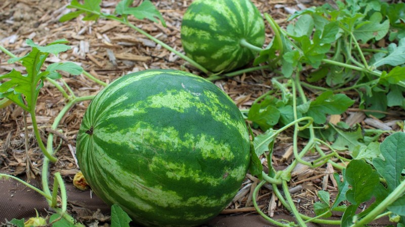 Watermelon Harvesting Guide: Timing & Sweetness Tips