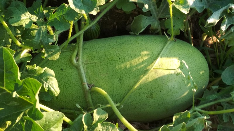 Watermelon Harvesting Guide: Timing & Sweetness Tips