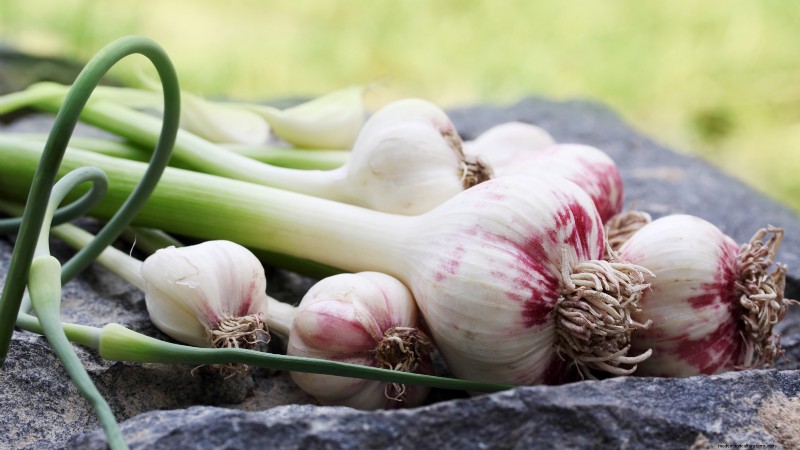 Garlic Yield: How Many Cloves Per Bulb & Planting Guide