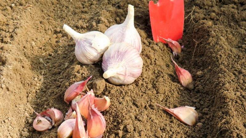 Garlic Yield: How Many Cloves Per Bulb & Planting Guide
