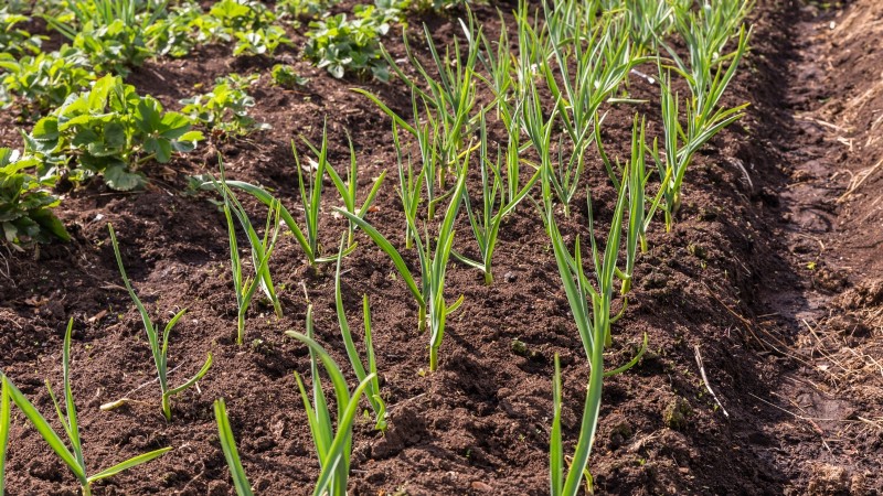 Garlic Yield: How Many Cloves Per Bulb & Planting Guide