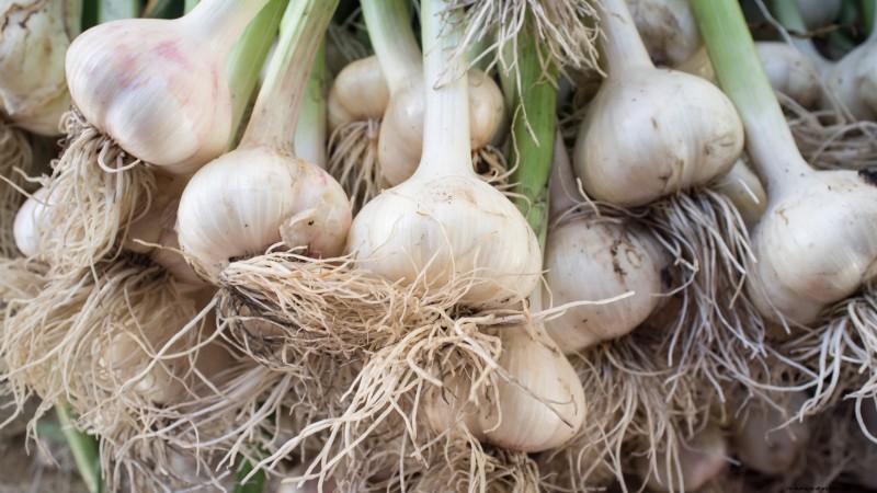 Grow Garlic: 7 Reasons to Plant Your Own This Year | [Your Brand/Website]