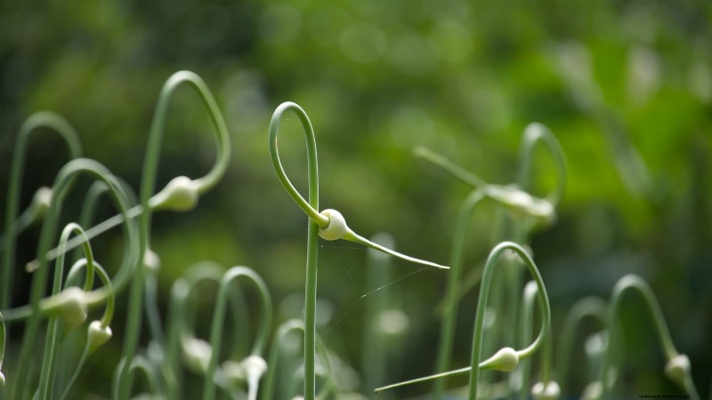Grow Garlic: 7 Reasons to Plant Your Own This Year | [Your Brand/Website]
