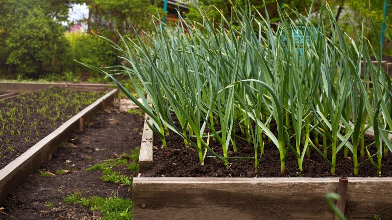 Grow Garlic: 7 Reasons to Plant Your Own This Year | [Your Brand/Website]