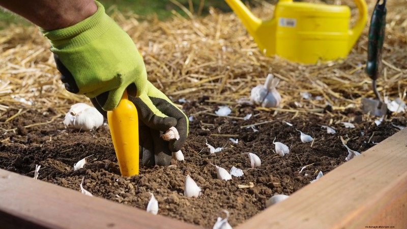 Grow Garlic: 7 Reasons to Plant Your Own This Year | [Your Brand/Website]