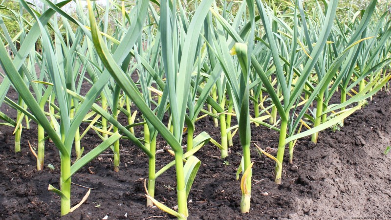 Grow Garlic: 7 Reasons to Plant Your Own This Year | [Your Brand/Website]