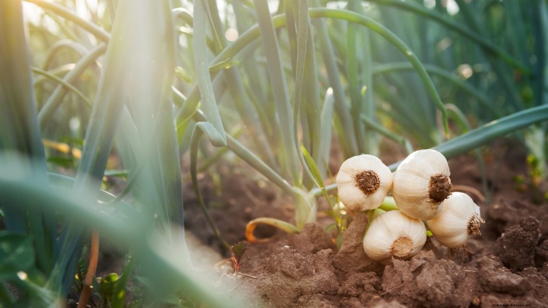 Grow Garlic: 7 Reasons to Plant Your Own This Year | [Your Brand/Website]