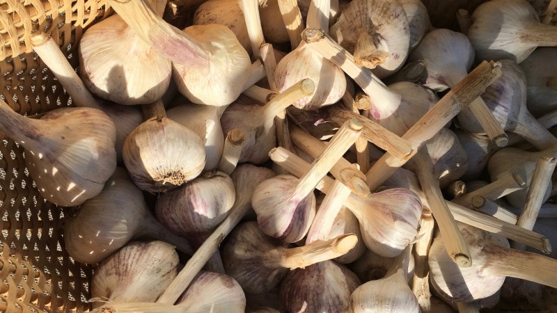 Preparing Garden Beds for Garlic Planting: A Step-by-Step Guide