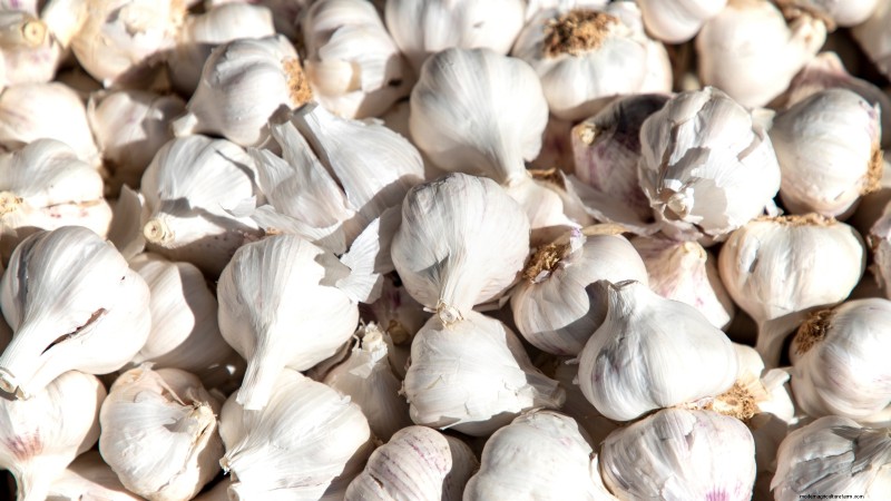 Preparing Garden Beds for Garlic Planting: A Step-by-Step Guide