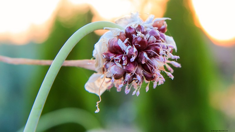 Preparing Garden Beds for Garlic Planting: A Step-by-Step Guide