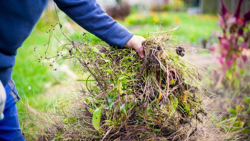 Preparing Garden Beds for Garlic Planting: A Step-by-Step Guide