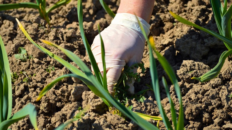 Preparing Garden Beds for Garlic Planting: A Step-by-Step Guide