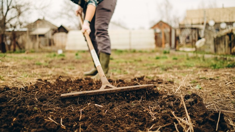 Preparing Garden Beds for Garlic Planting: A Step-by-Step Guide