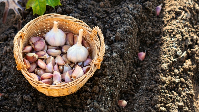 Preparing Garden Beds for Garlic Planting: A Step-by-Step Guide