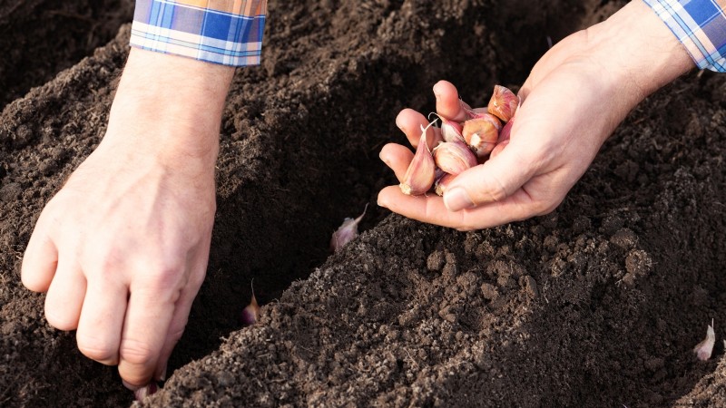Preparing Garden Beds for Garlic Planting: A Step-by-Step Guide