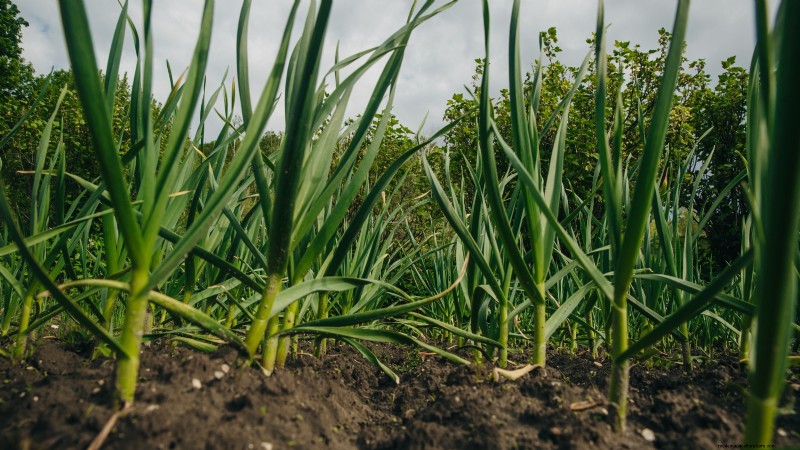 Chesnok Red Garlic: Planting, Growing & Care Guide | [Your Brand]