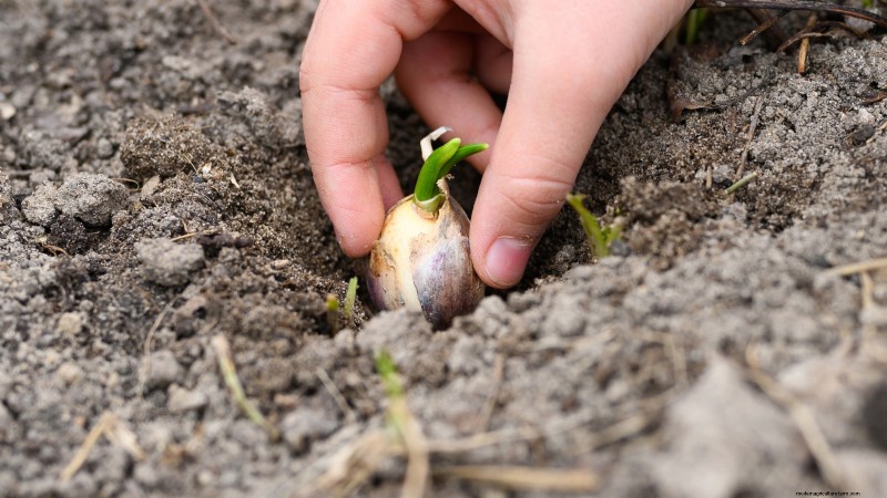 Chesnok Red Garlic: Planting, Growing & Care Guide | [Your Brand]