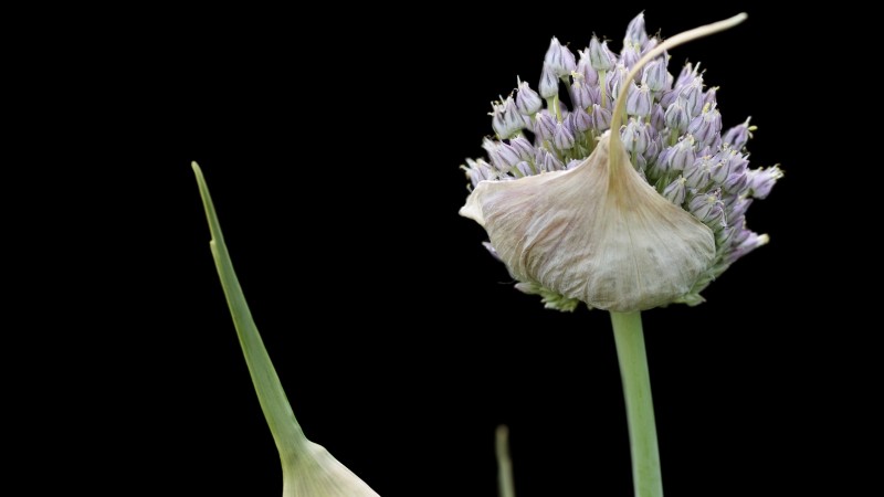 Chesnok Red Garlic: Planting, Growing & Care Guide | [Your Brand]